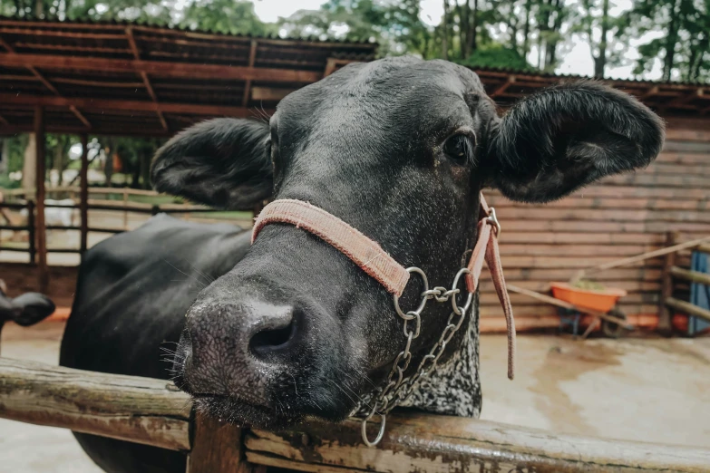 a black cow standing next to a wooden fence, pexels contest winner, sumatraism, square nose, colombian, halter-top, 🦩🪐🐞👩🏻🦳