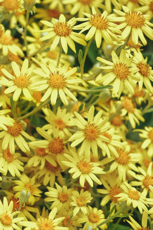 a close up of a bunch of yellow flowers, craxula, subtle detailing, flame shrubs, many stars