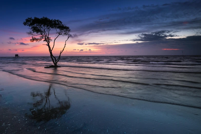 a lone tree sitting on top of a sandy beach, by Andrew Bell, unsplash contest winner, australian tonalism, bangladesh, reflective lavender ocean water, beautiful dusk, rippling trees