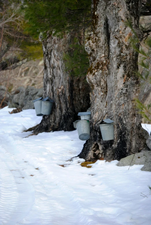 a bunch of buckets that are sitting in the snow, enormous trees, syrup, f / 2, gray