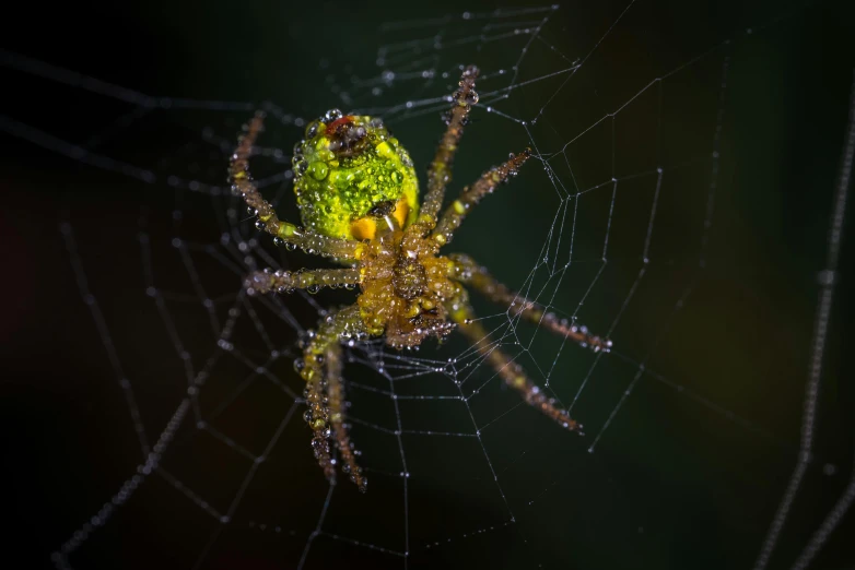 a close up of a spider on a web, by John Gibson, green and yellow, at night time, as photograph, with an intricate