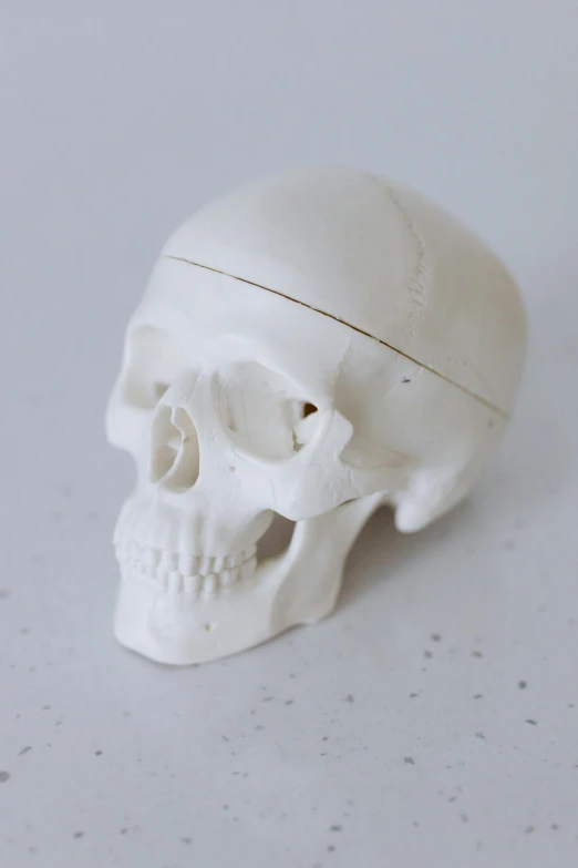 a white skull sitting on top of a table, hinged jaw, 90mm, wide, plain