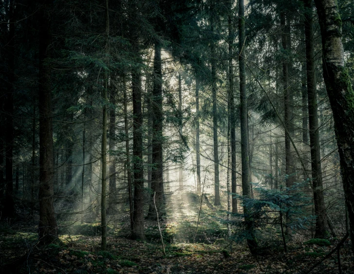 the sun shines through the trees in a dark forest, by Wolfgang Zelmer, dark and intricate photograph, wood print, lpoty, multiple stories