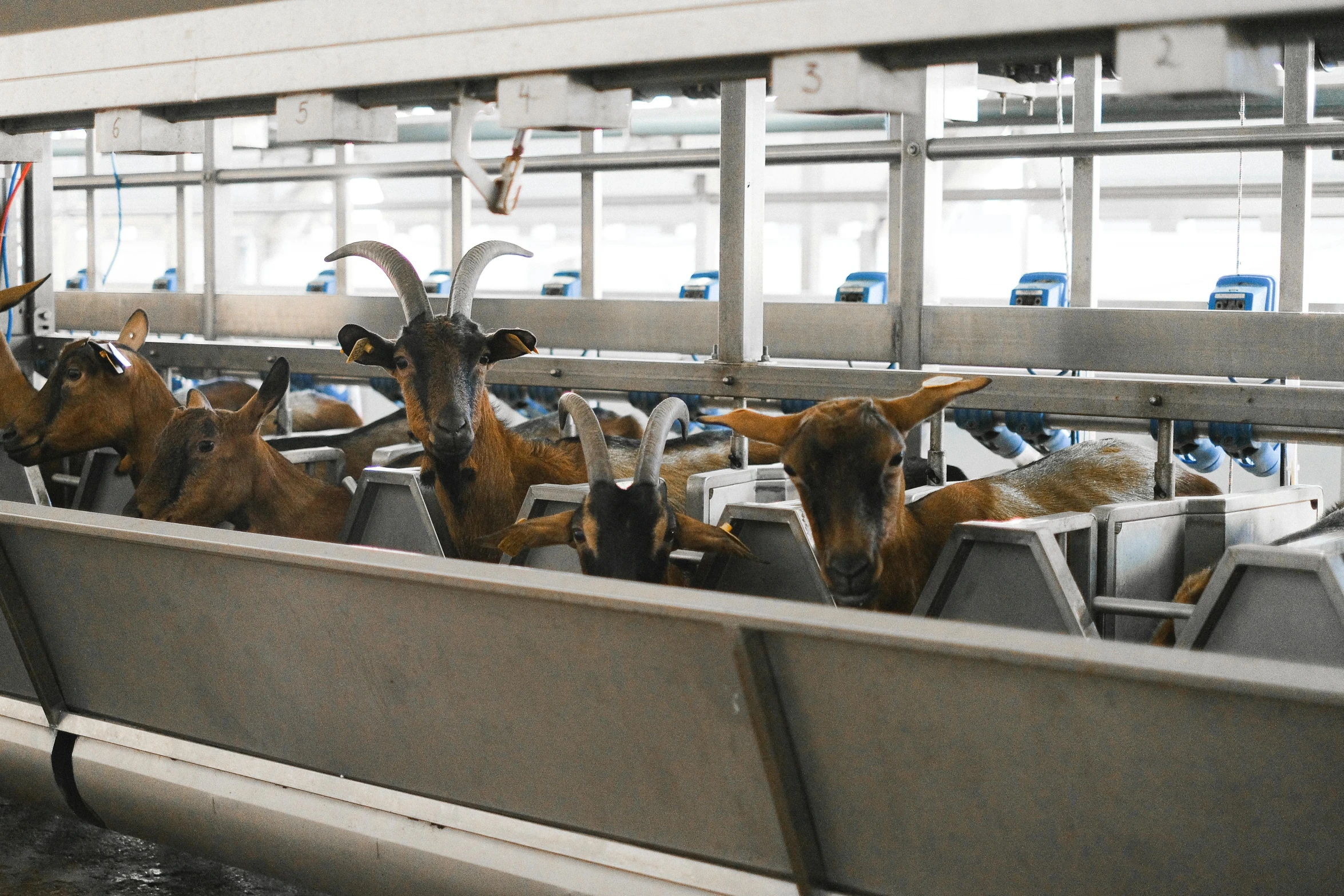 a herd of goats standing on top of a metal trough, in a factory, liam brazier, high quality upload, thumbnail