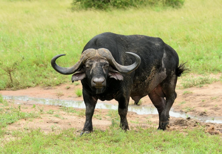 a large buffalo standing on top of a lush green field, by Juergen von Huendeberg, pexels contest winner, hurufiyya, african sybil, black, aged 2 5, frontal view