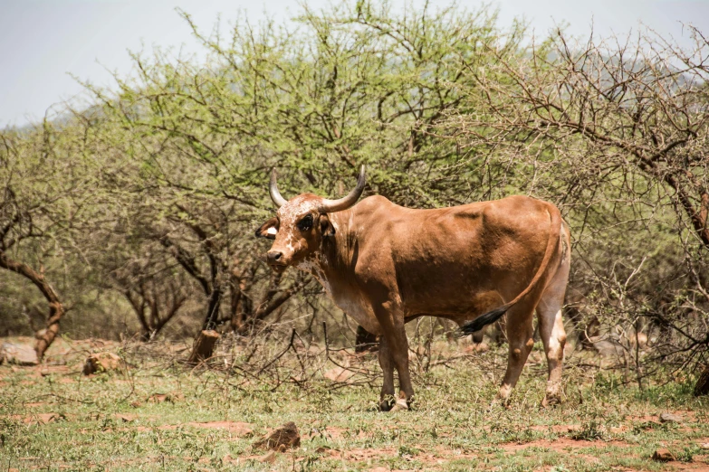 a brown cow standing on top of a lush green field, hurufiyya, samburu, fan favorite, uncropped, no cropping