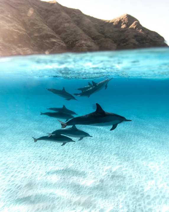 a group of dolphins swimming in the ocean, a picture, by Daren Bader, unsplash contest winner, romanticism, hawaii beach, 8 k hi - res, multiple stories, underwater polaroid photo