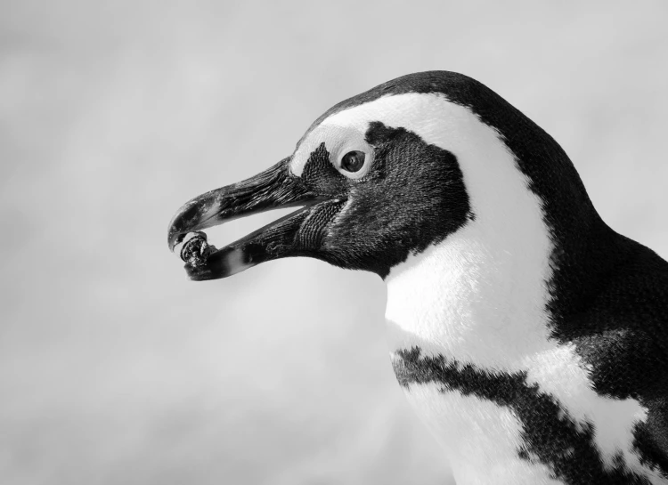 a black and white photo of a penguin, inspired by Patrick Pietropoli, close up portrait photo, side profile portrait, smooth shank, highly detailed”