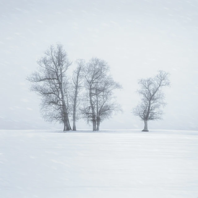 a group of trees that are standing in the snow, a picture, pexels contest winner, tonalism, minimalist environment, white room, blue, small