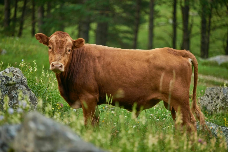 a brown cow standing on top of a lush green field, pexels contest winner, renaissance, ground red meat, in front of a forest background, cornell, pbr