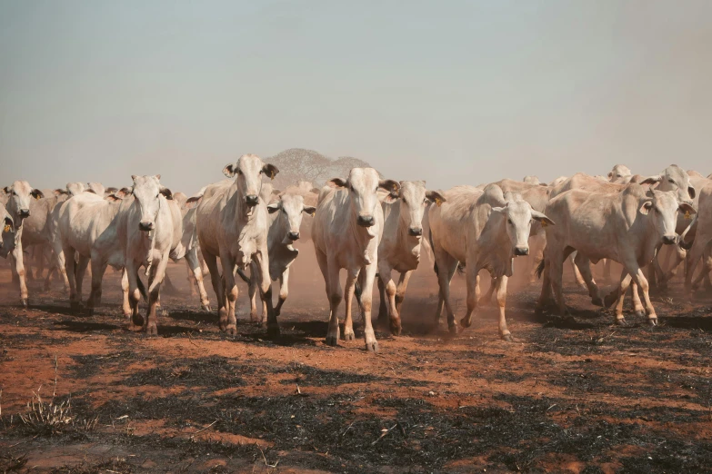 a herd of cattle walking across a dirt field, woodfired, white, rust and dust and fire and dirt, full shot photograph