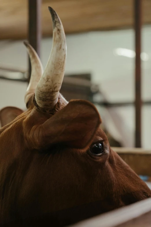 a close up of a cow in a pen, by Jan Tengnagel, trending on unsplash, renaissance, two large horns on the head, brown, realistic footage, taxidermy