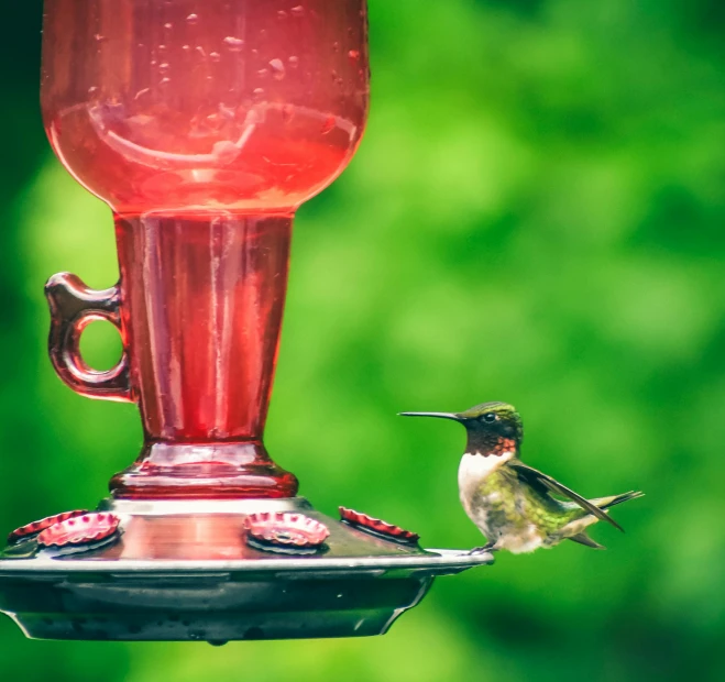 a hummingbird perches on a hummingbird feeder, pexels contest winner, in a red dish, drink, vintage photo, thumbnail