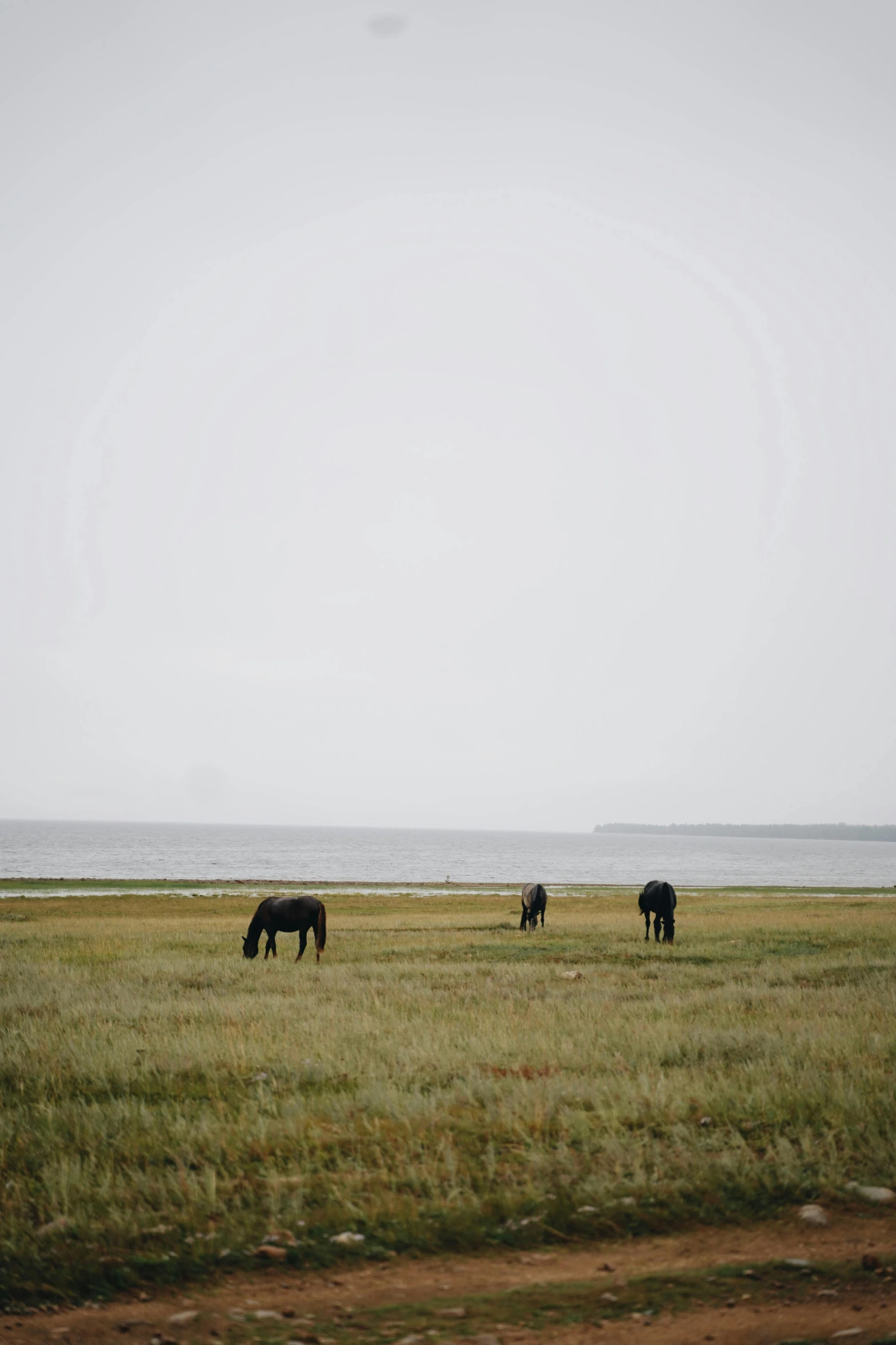 a herd of horses standing on top of a lush green field, a picture, unsplash, land art, overcast lake, low quality photo, seaside, nordic summer