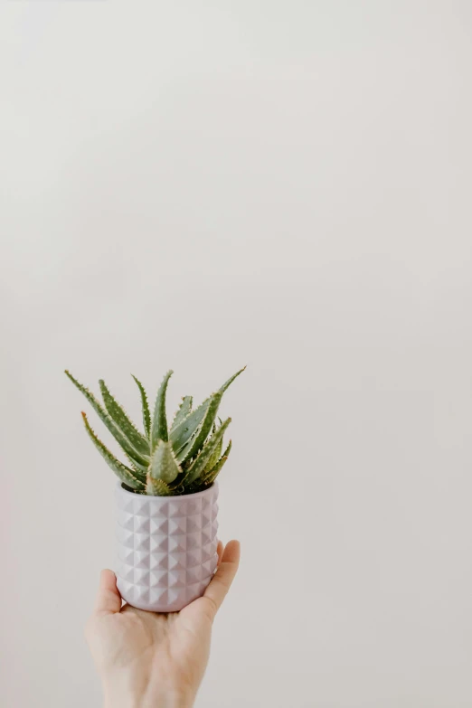 a person holding a potted plant in their hand, by Carey Morris, trending on unsplash, minimalism, wearing spiky, glossy white metal, pink, detailed product image