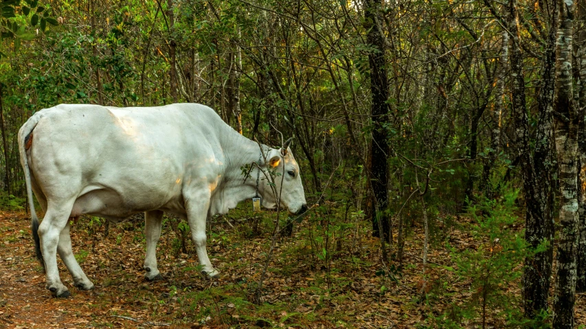 a white cow standing in the middle of a forest, by Elsa Bleda, fan favorite, jamaica, mamou - mani, grey