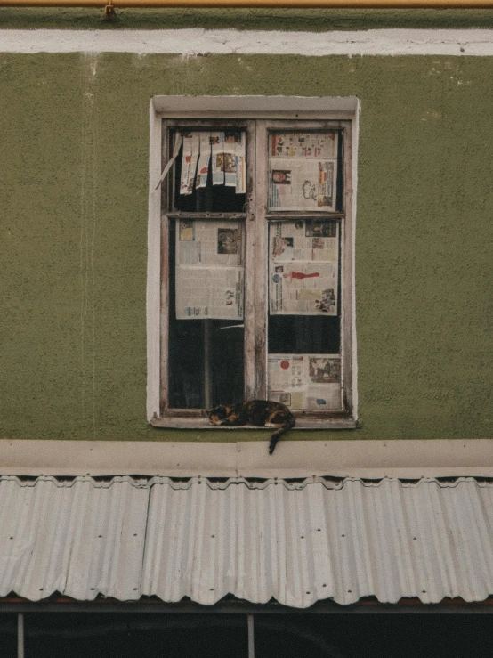 a cat sitting on the ledge of a building, newspaper photography, gif, color image, shot with sony alpha