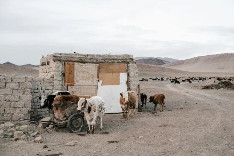 a group of animals that are standing in the dirt, whitewashed buildings, andes, landscape photo