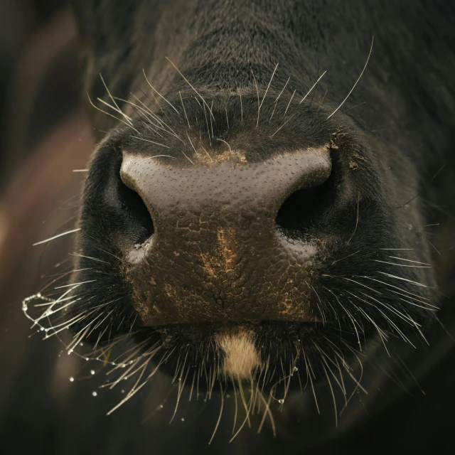 a close up of the nose of a cow, pexels contest winner, paul barson, black head, closeup at the food, brown