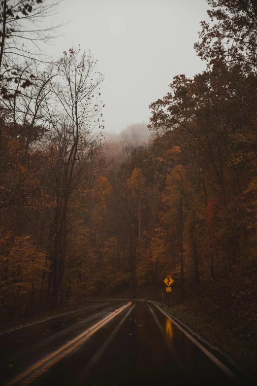 a wet road in the middle of a forest, inspired by Elsa Bleda, unsplash contest winner, muted brown yellow and blacks, looking over west virginia, autum, atmospheric”