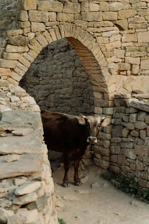 a brown cow standing next to a stone wall, a picture, pexels contest winner, romanesque, arched doorway, pathos, 1999 photograph, villages