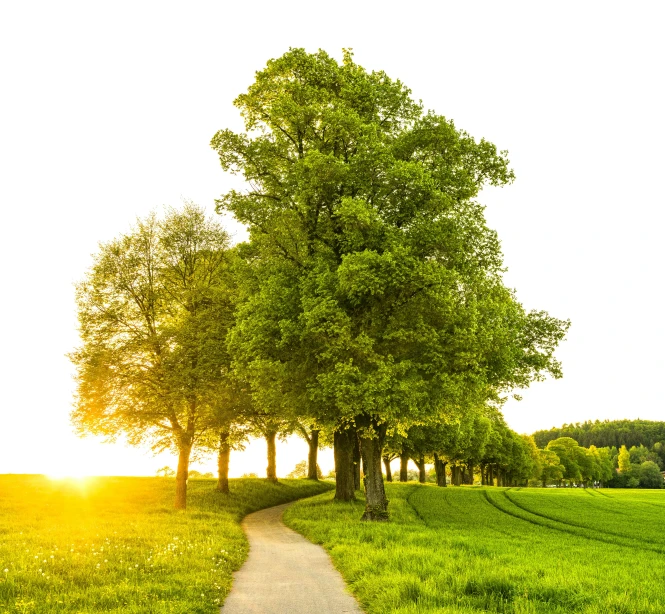 a path in the middle of a lush green field, by Thomas Häfner, pexels contest winner, realism, sun filtering through trees, sunset warm spring, rooted lineage, linden trees