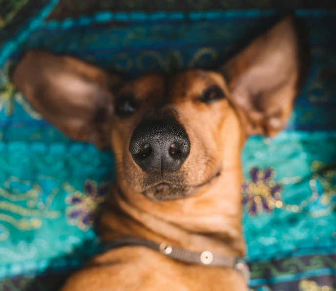 a brown dog laying on top of a blue blanket, inspired by Elke Vogelsang, pexels contest winner, renaissance, big ears, gif, a colorful, relaxed