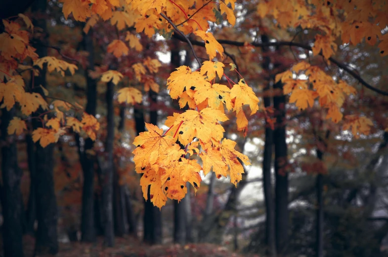 a bunch of yellow leaves hanging from a tree, a photo, inspired by Elsa Bleda, pexels, medium format color photography, brown, gray, forest scenery