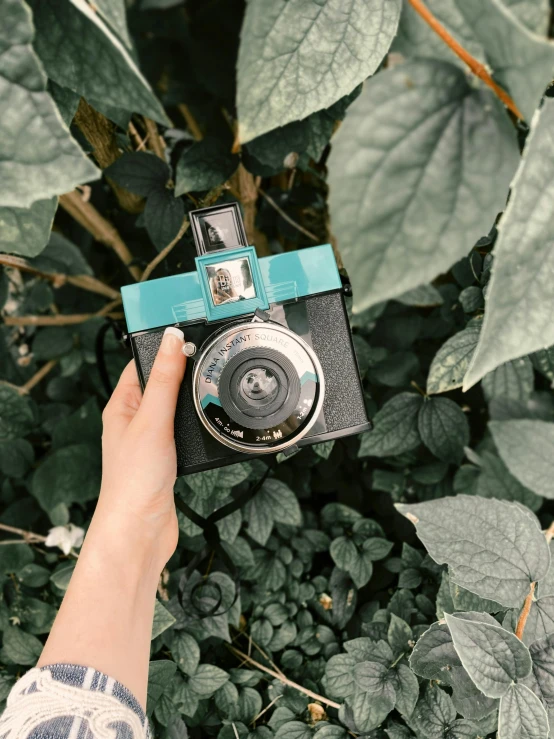 a person holding a camera in front of a bush, a polaroid photo, inspired by Elsa Bleda, unsplash contest winner, vines. tiffany blue, black and teal paper, ((greenish blue tones)), high angle camera