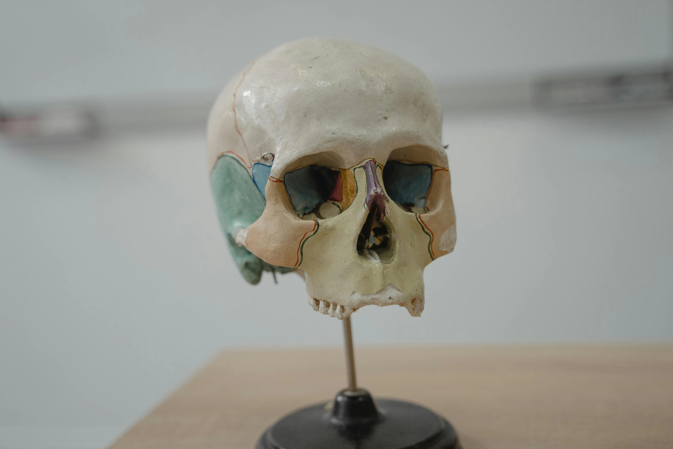 a skull sitting on top of a wooden table, unsplash, hyperrealism, medical laboratory, in a museum room, singularity sculpted �ー etsy, small round face