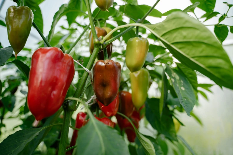 a bunch of red and green peppers growing on a plant, chinese lanterns, looking towards camera, skye meaker, profile image