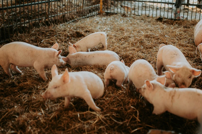 a group of pigs in a pen with hay, by Emma Andijewska, trending on unsplash, fan favorite, australian, albino, dinner is served