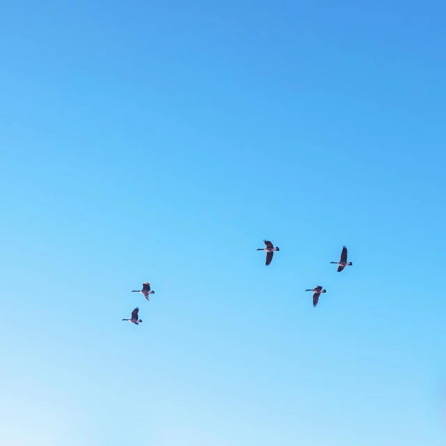 a flock of birds flying through a blue sky, a photo, by Romain brook, pexels, blue and red two - tone, crane, 1024x1024, rectangle