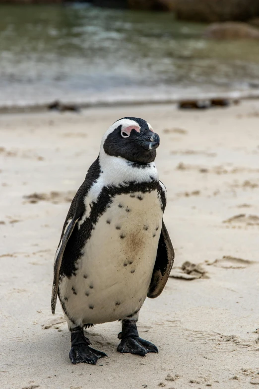 a penguin standing on top of a sandy beach, facing the camera