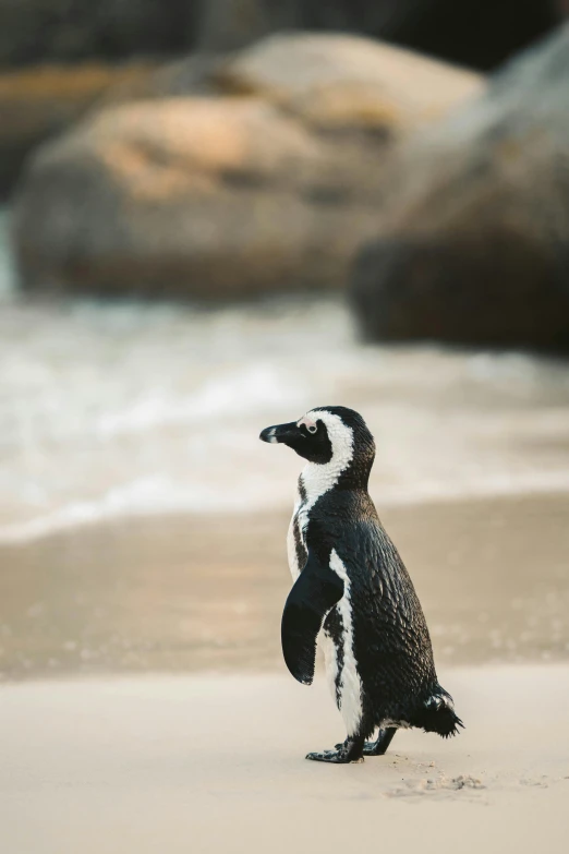 a penguin standing on top of a sandy beach, standing next to water