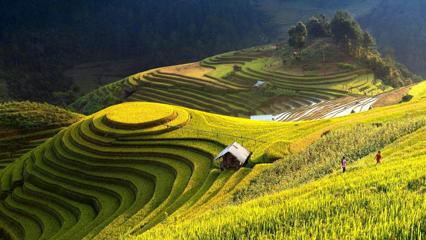 a group of people standing on top of a lush green hillside, pexels contest winner, land art, staggered terraces, rice, patches of yellow sky, black