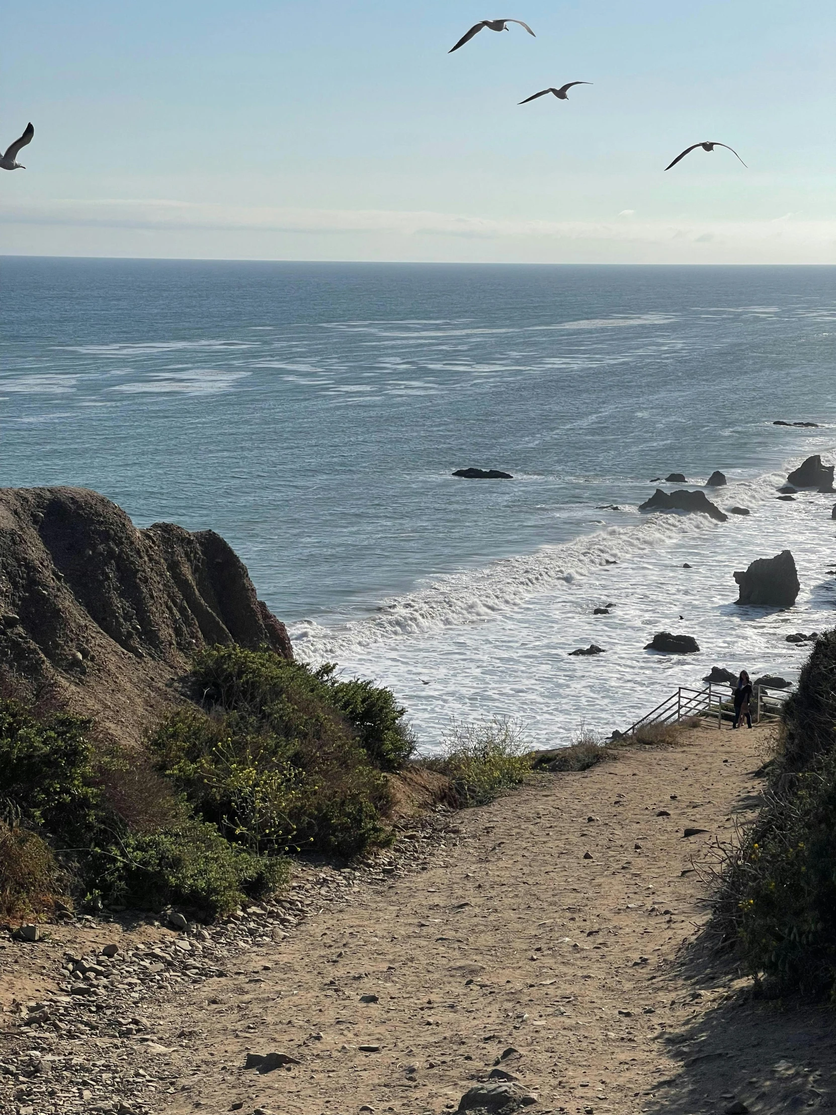 a group of birds flying over a beach next to the ocean, rocky ground with a dirt path, mulholland drive, slide show, profile image