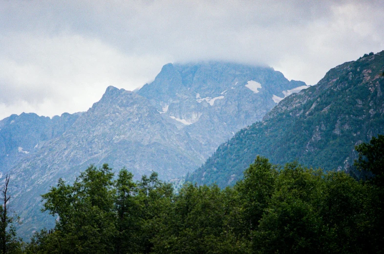 a herd of cattle grazing on top of a lush green field, by Muggur, unsplash, hurufiyya, with a snowy mountain and ice, boka, 2000s photo, view of forest