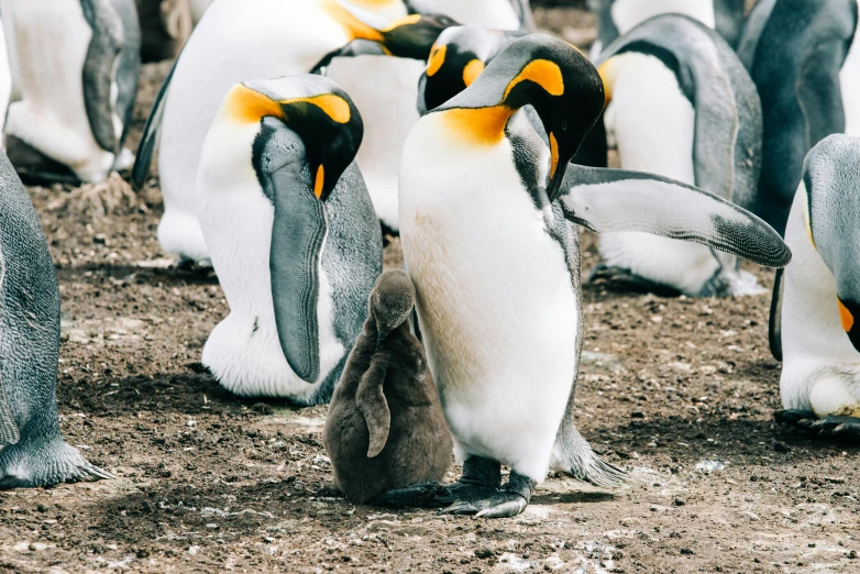 a group of penguins standing next to each other, pexels contest winner, pregnancy, thumbnail, royal photo, white and yellow scheme