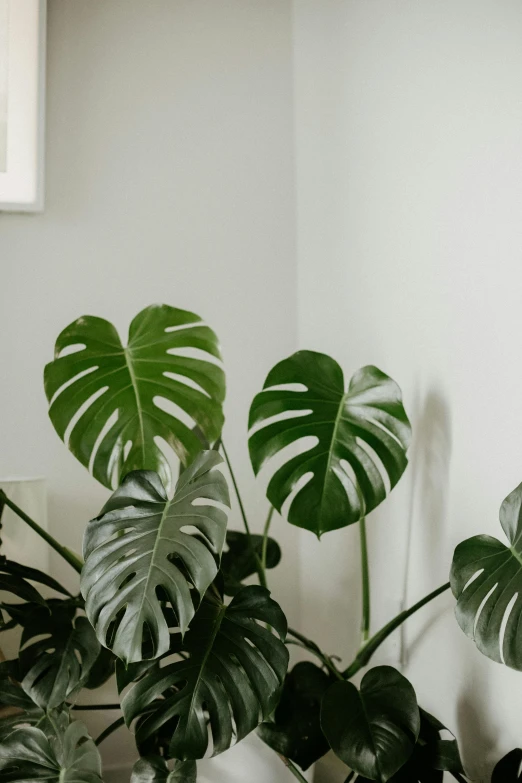 a room filled with lots of different types of plants, by Jessie Algie, trending on unsplash, art nouveau, monstera deliciosa, soft white glow, middle close up shot, in a row