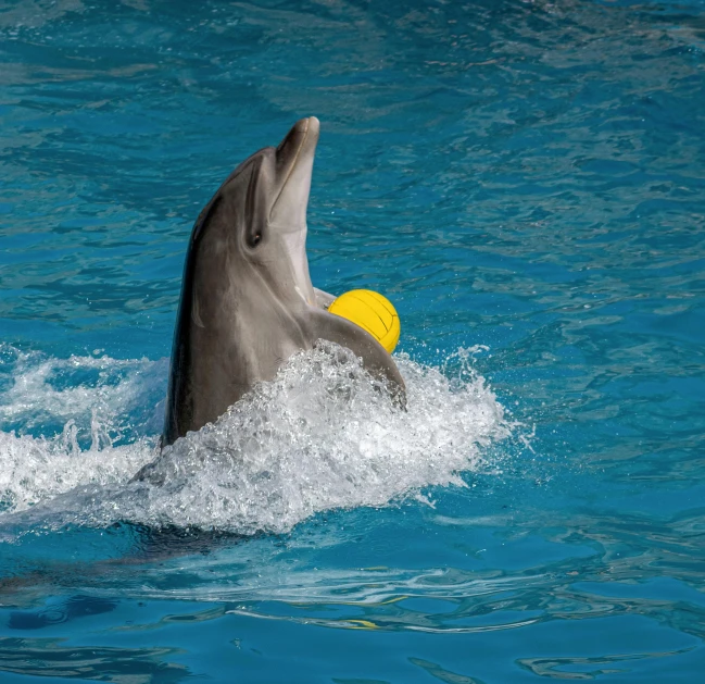 a dolphin playing with a ball in the water, pexels contest winner, arabesque, animal wearing a hat, performance, 🦩🪐🐞👩🏻🦳, australian