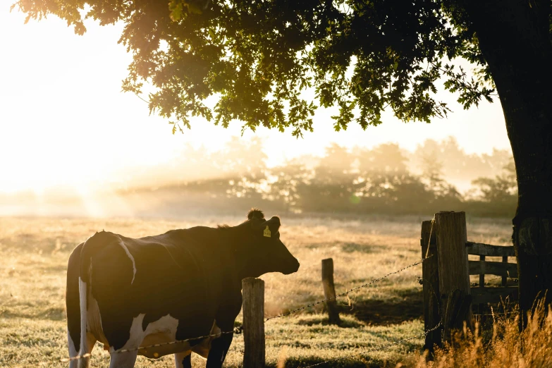 a cow that is standing in the grass, during a sunset, on a farm, profile image