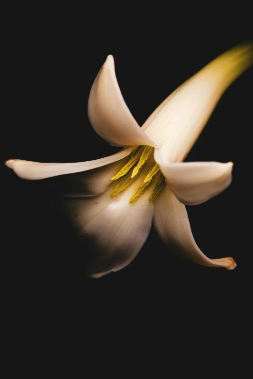 a close up of a white flower on a black background, inspired by Robert Mapplethorpe, renaissance, hyacinth, warm glow, lily, colour photograph