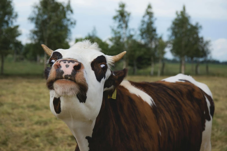 a brown and white cow standing in a field, pexels contest winner, square nose, a wooden, annoyed, jovana rikalo