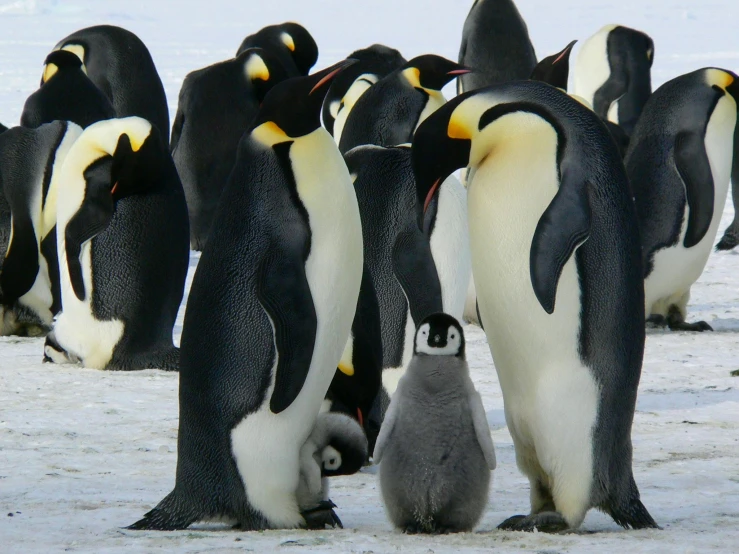 a group of penguins standing next to each other, pexels contest winner, pregnancy, 🦩🪐🐞👩🏻🦳, male polar explorer, whales