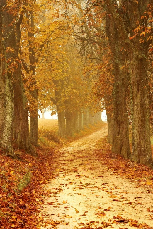 a dirt road surrounded by trees on a foggy day, an album cover, inspired by Willem de Poorter, pexels contest winner, romanticism, golden leaves, 2 5 6 x 2 5 6 pixels, hallway landscape, shades of gold display naturally