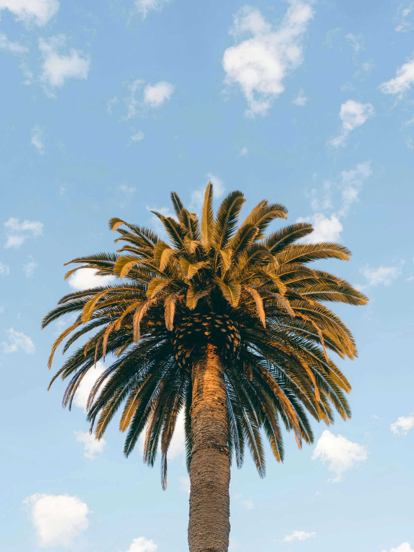 a palm tree against a blue sky with clouds, trending on unsplash, the city of santa barbara, 🐿🍸🍋, multiple stories, profile image