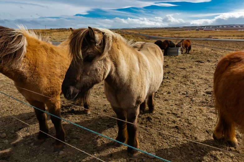 a couple of horses standing on top of a dirt field, a portrait, unsplash, reykjavik, 2022 photograph, close - up photo, thumbnail