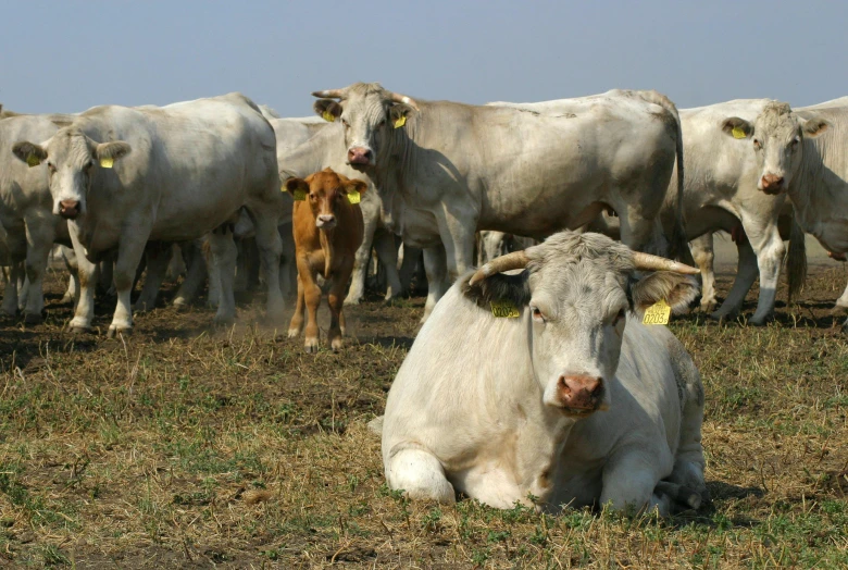 a herd of cows sitting on top of a grass covered field, white male, laura zalenga, multiple stories, australian