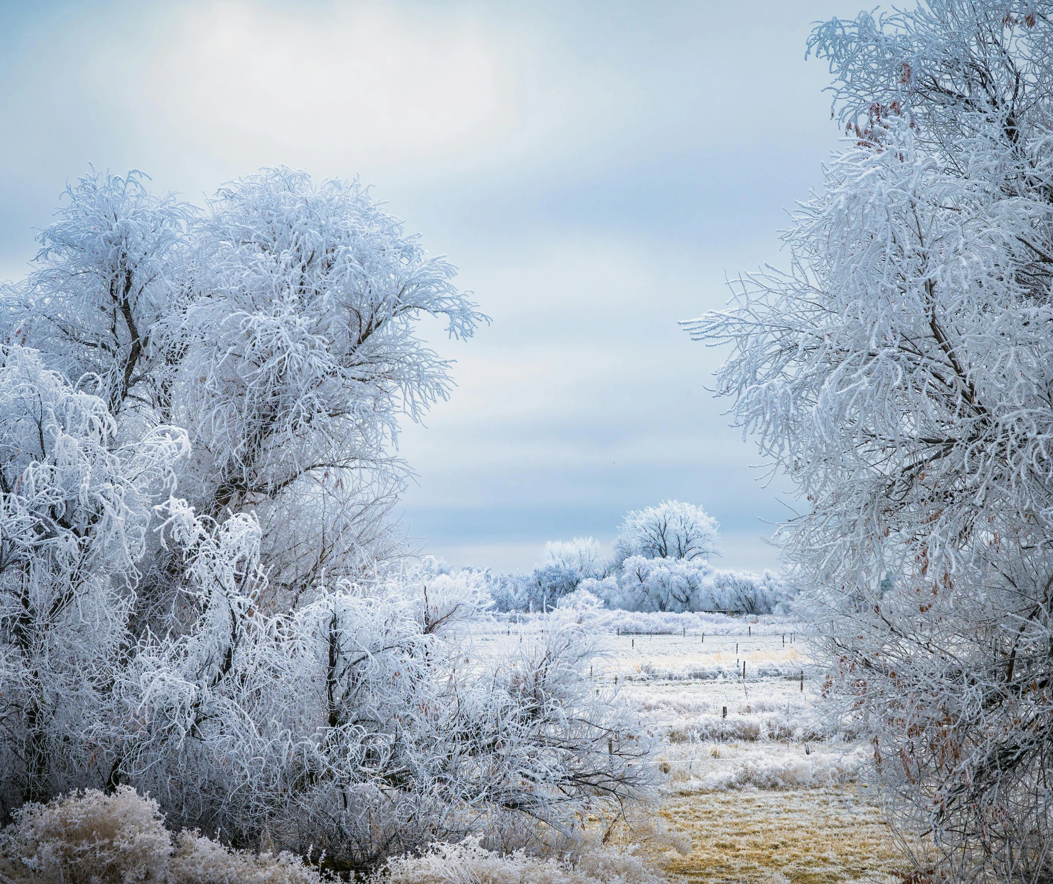 a field filled with lots of snow covered trees, a photo, inspired by Arthur Burdett Frost, pexels contest winner, silver，ivory, prairie, thumbnail, view